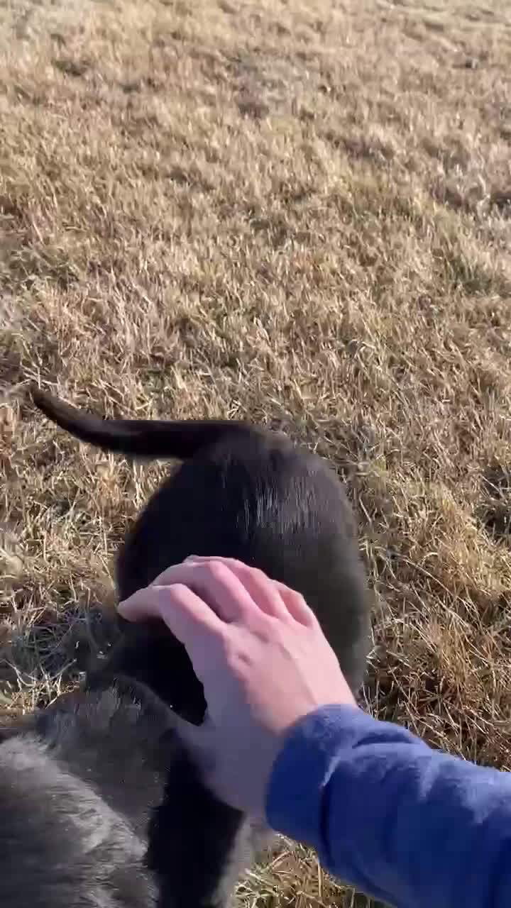 Mixed Breed dogs for sale: Bear - Video 2