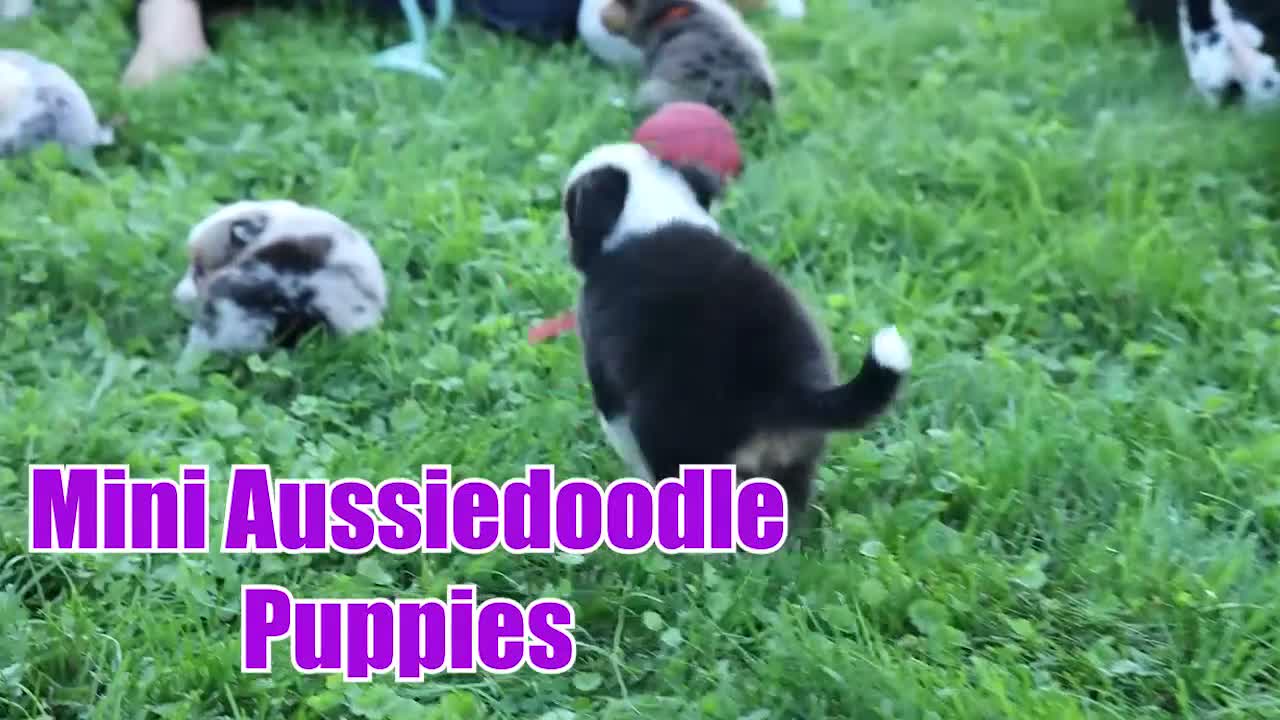 Mixed Breed dogs for sale: Goose🐾 - Video 1