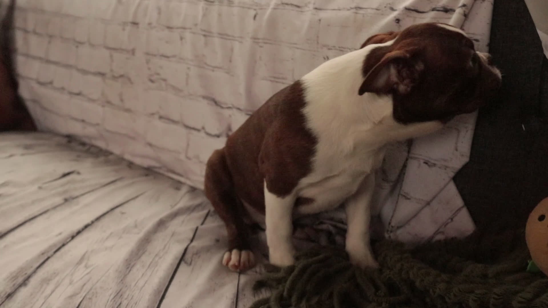 Boston Terrier dogs for sale: Kade - Video 1