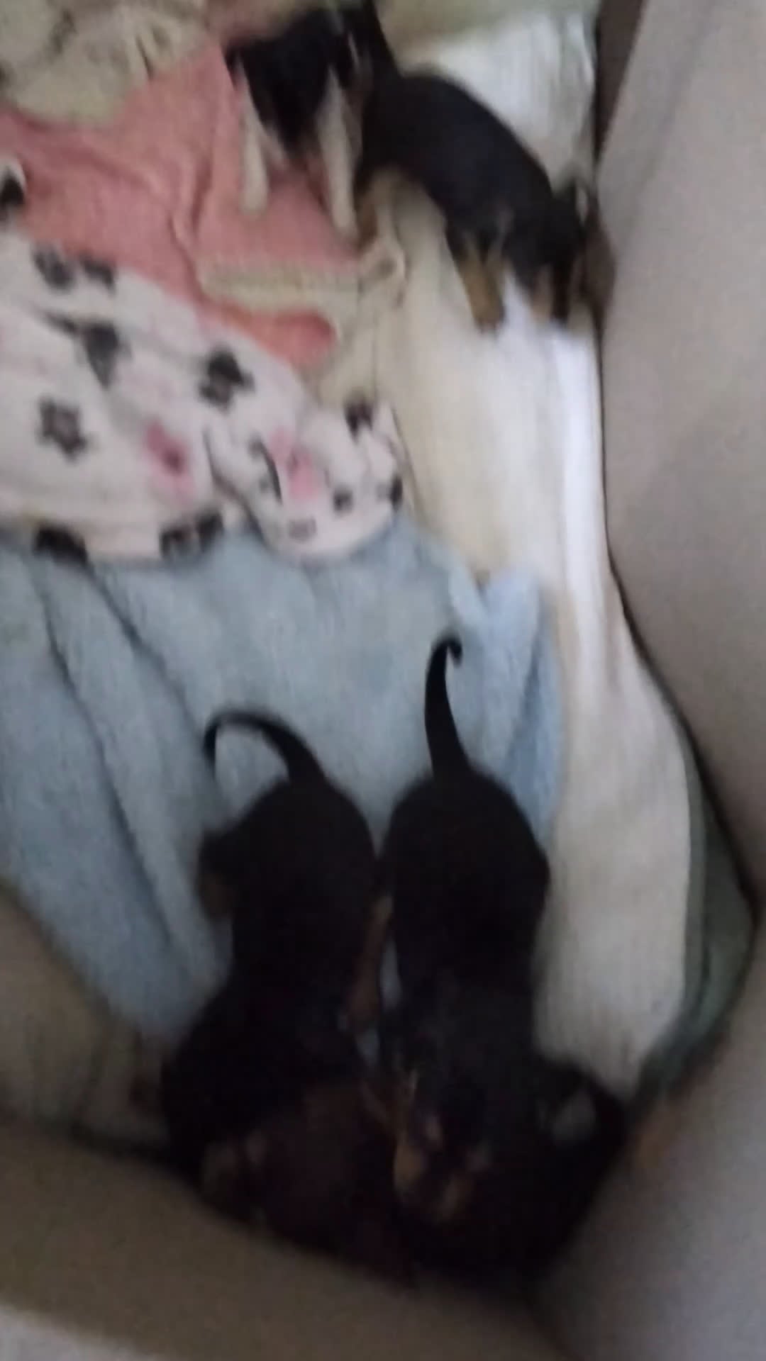 Mixed Breed dogs for sale: ChiChi - Video 3