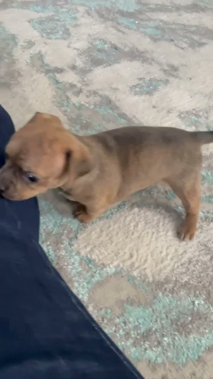 Chihuahua dogs for sale: Sully - Video 1