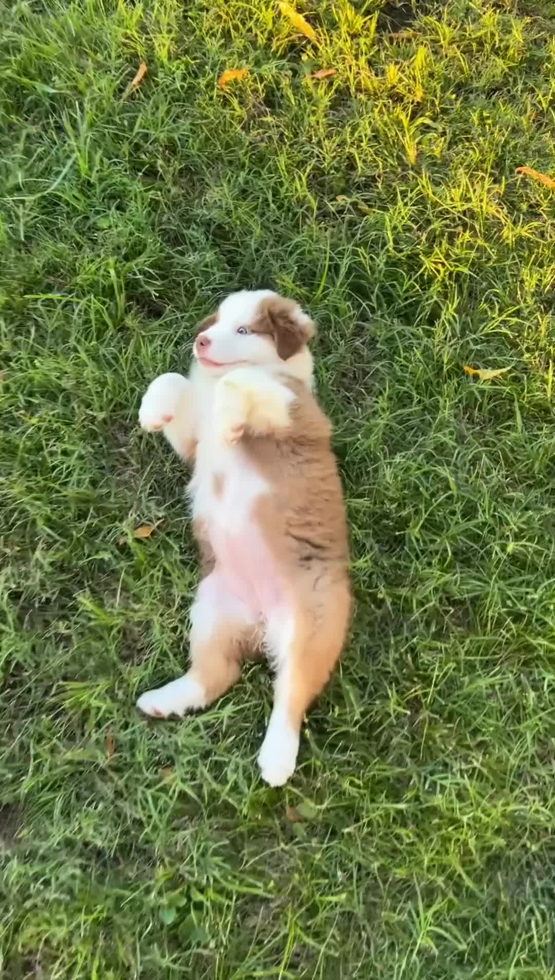Australian Shepherd dogs for sale: “Millie” Red Tri Female  - Video 1