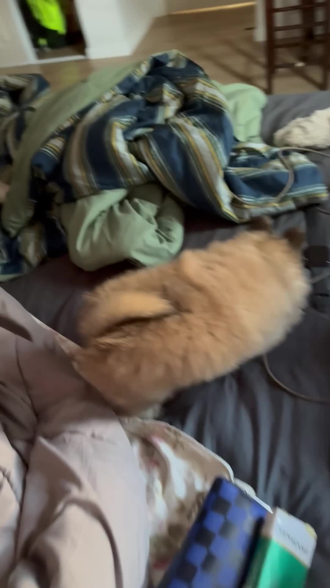 Pomeranian dogs for sale: Pomeranian 4 - Video 1
