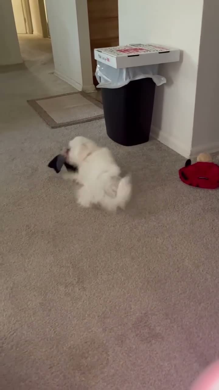 Bichon Frise dogs for sale: Milo - Video 2