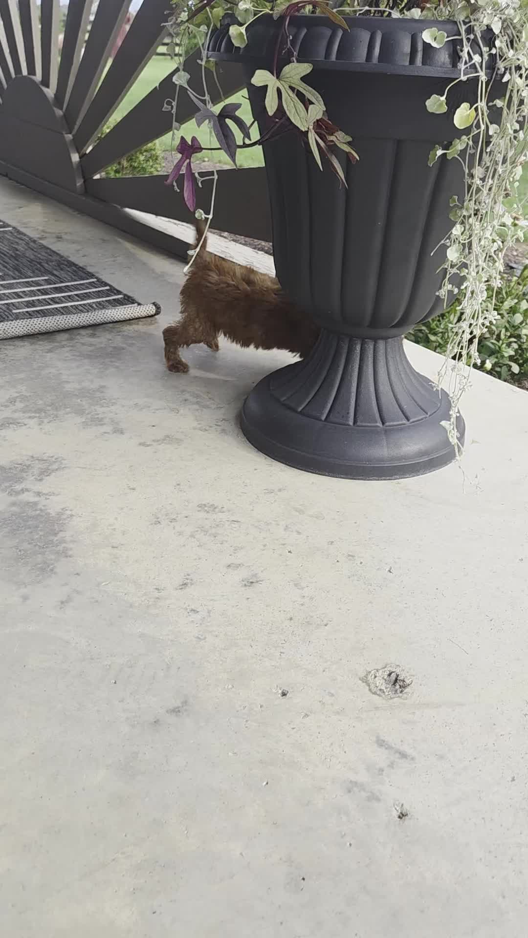 Cavapoo dogs for sale: Felicity - Video 1