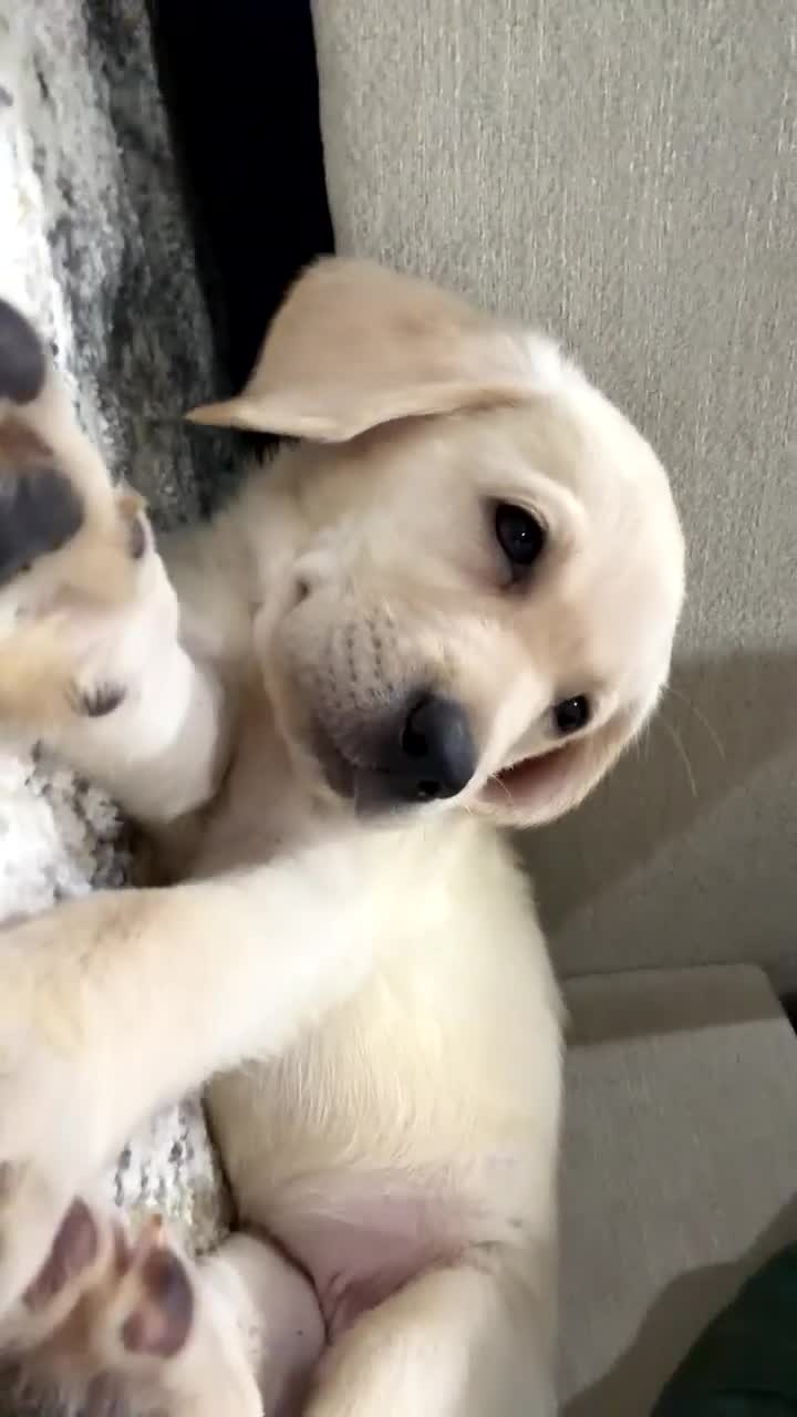 Labrador Retriever dogs for sale: Labrador Retriever 1 - Video 1