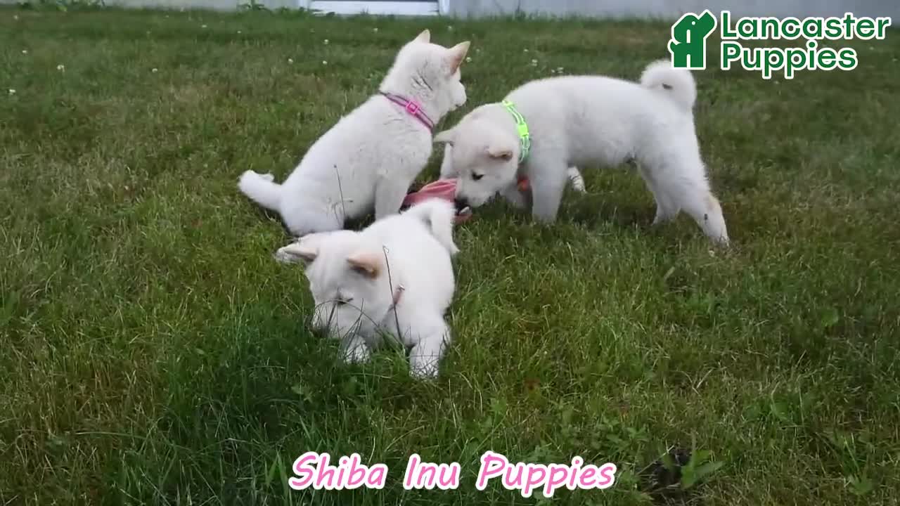 Shiba Inu dogs for sale: Oakley - Video 1