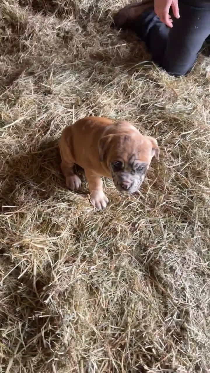 English Mastiff dogs for sale: English Mastiff Puppy 5 - Video 1