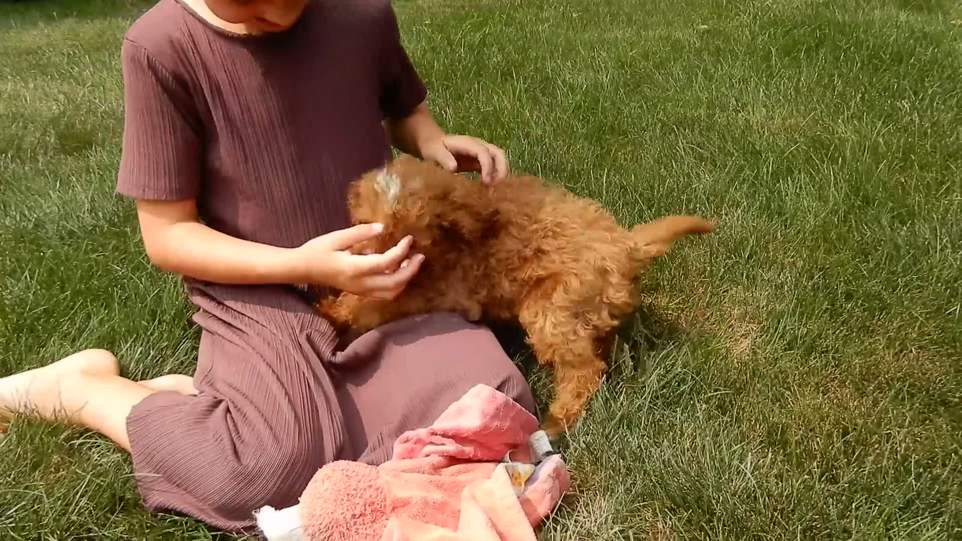 Cavapoo dogs for sale: Bud - Video 2