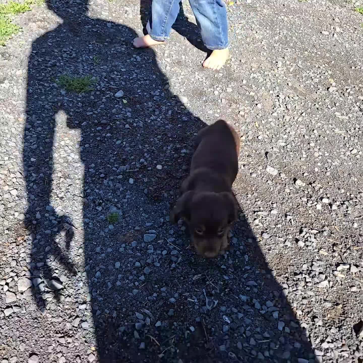 Miniature Dachshund dogs for sale: Rambo - Video 1