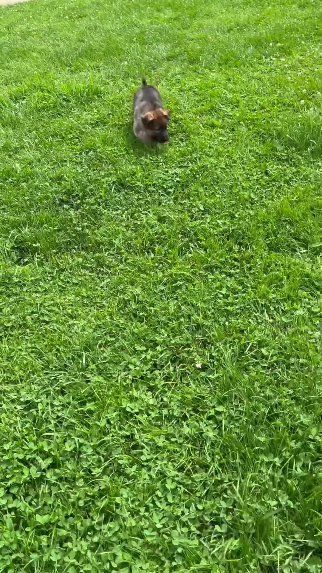German Shepherd dogs for sale: Kandy - Video 1