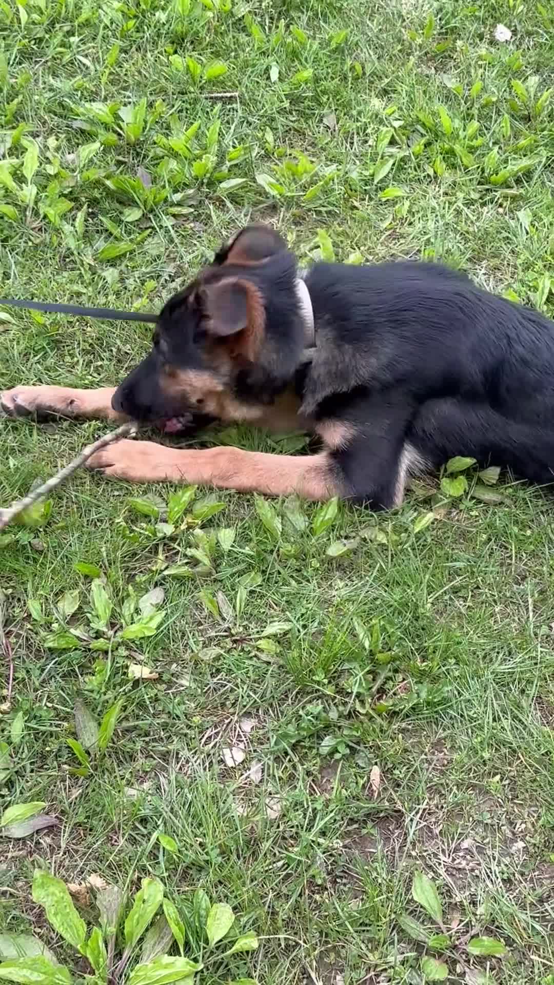 German Shepherd dogs for sale: Duke - Video 1