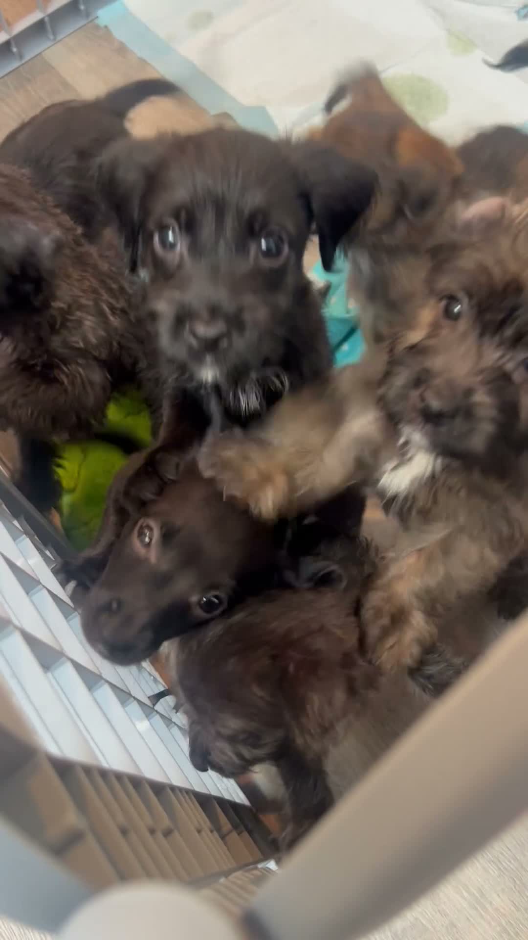 Mixed Breed dogs for sale: Mixed Breed 3 - Video 1