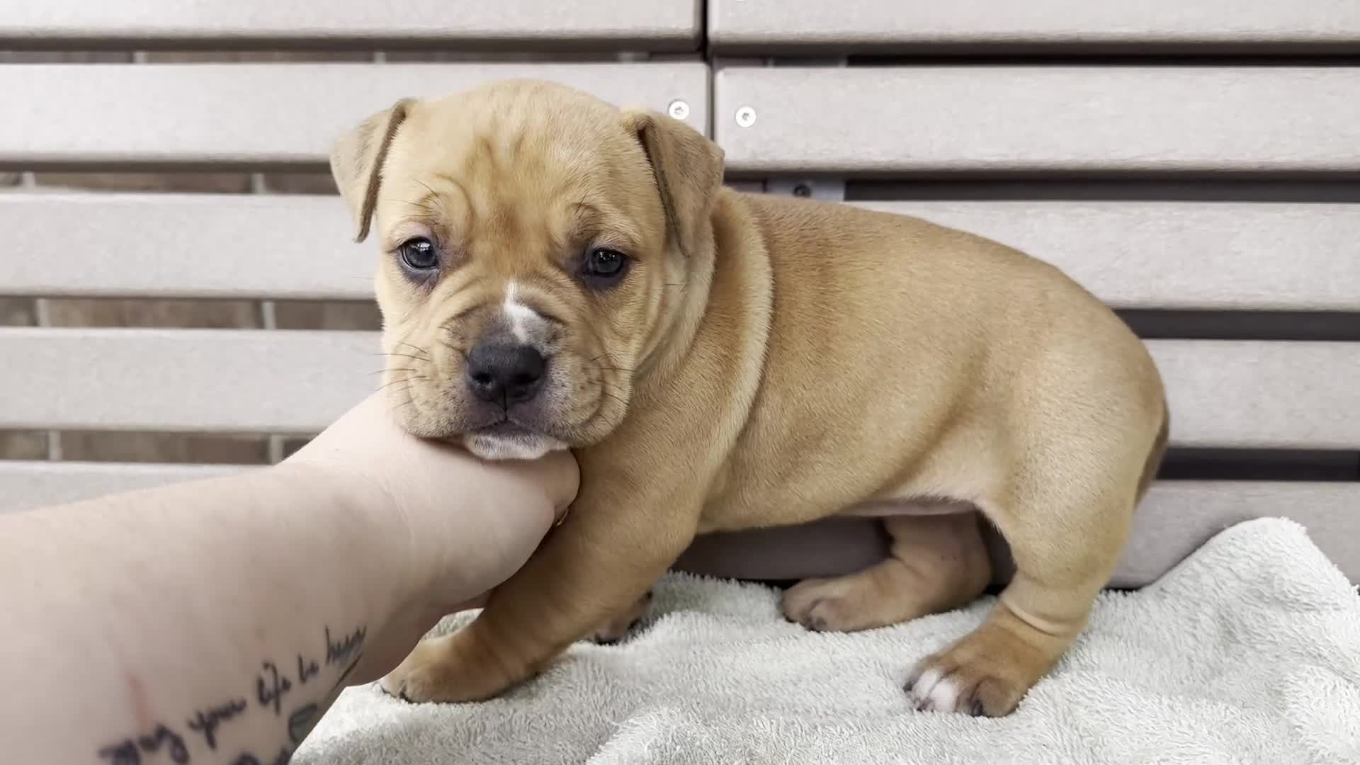 American Bully dogs for sale: Glory - Video 1