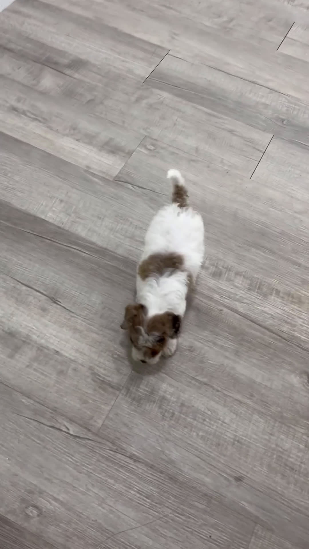 Miniature Poodle dogs for sale: Muffin - Video 1