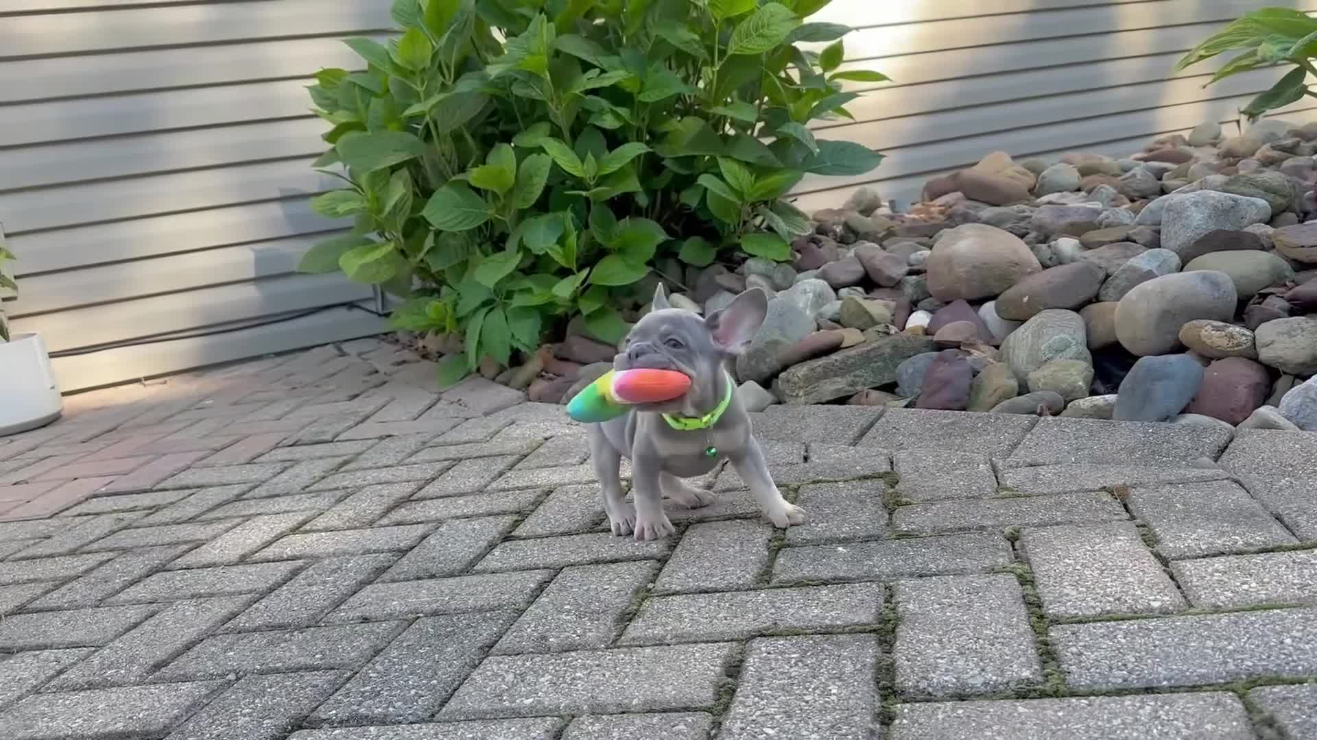 French Bulldog dogs for sale: Teddy Video ad - Video 1