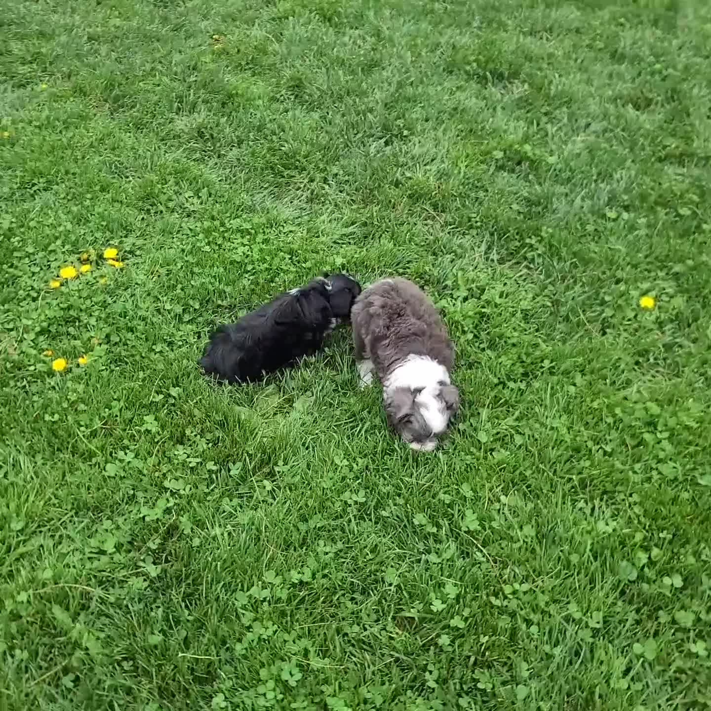 Mini Aussiedoodle dogs for sale: Benji - Video 1