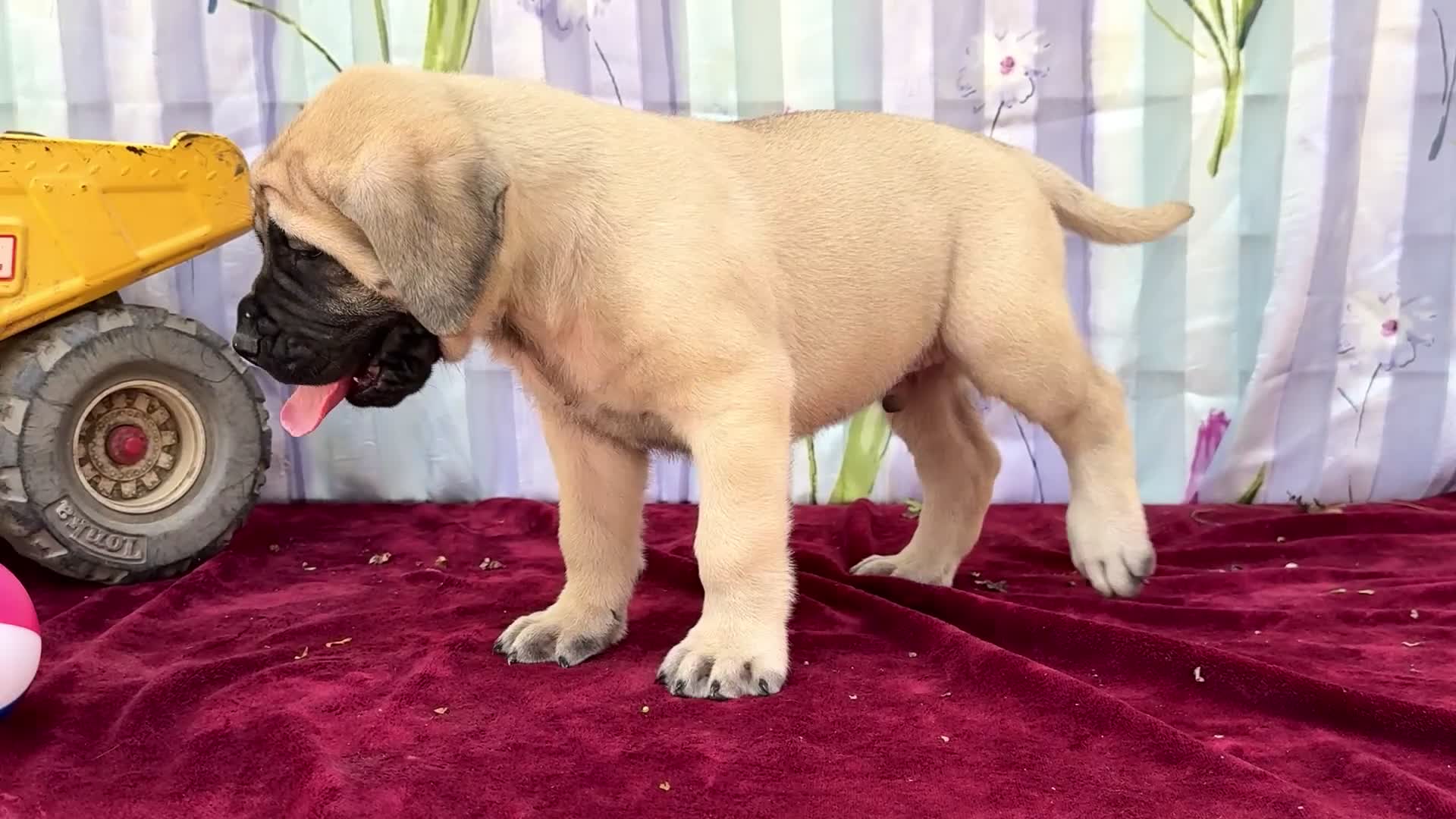 English Mastiff dogs for sale: Morley - Video 1