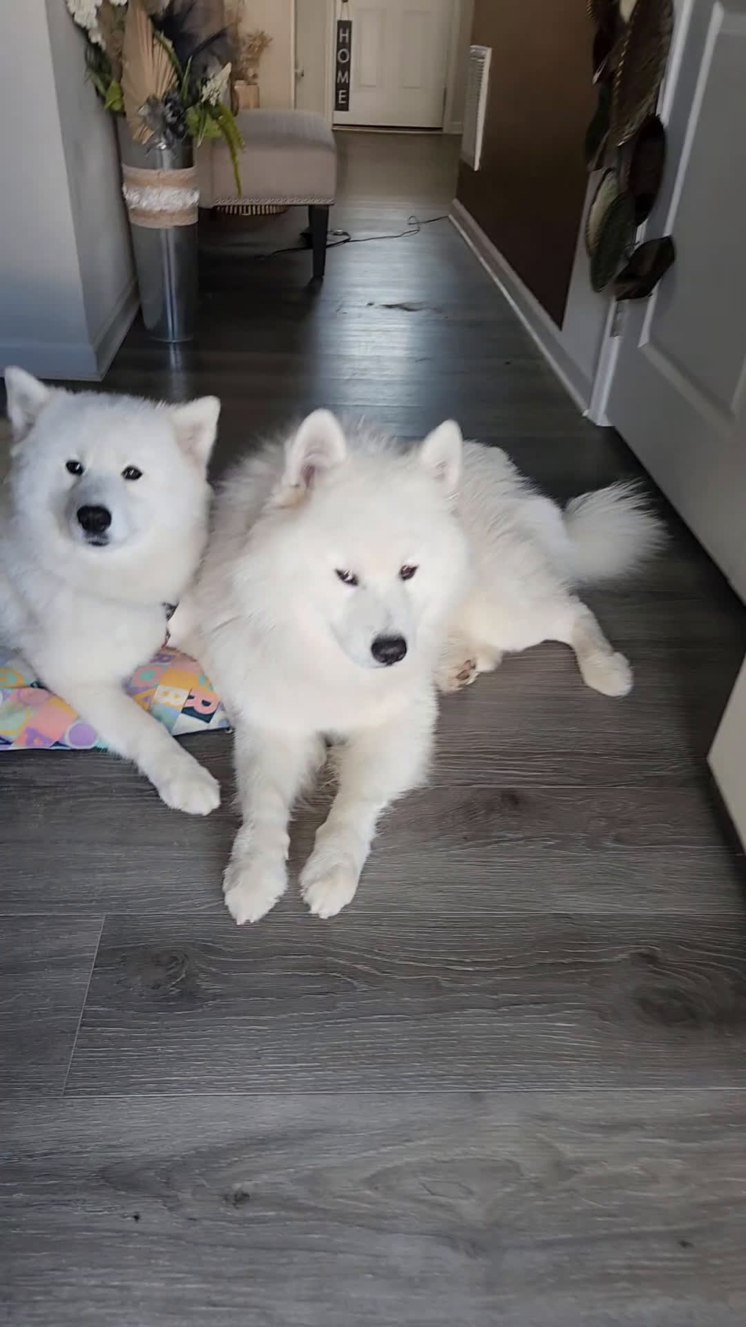 Samoyed dogs for sale: Rainbow - Video 3