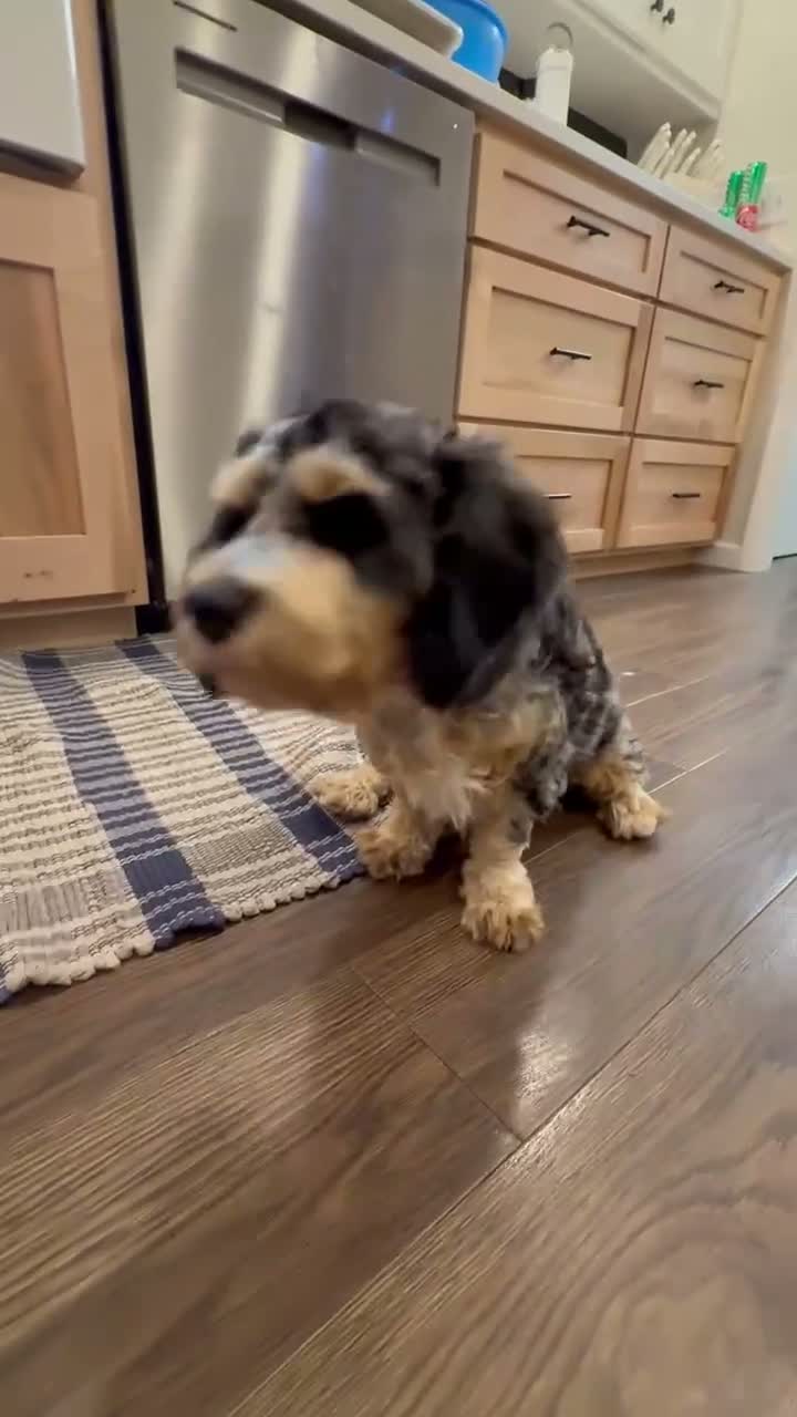 Cavapoo dogs for sale: Tulip - Video 1