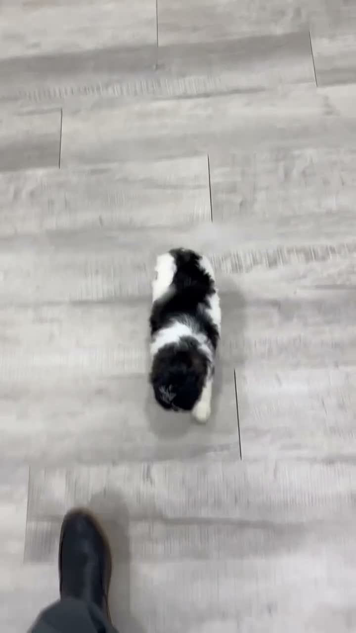 Shihpoo dogs for sale: Queenie - Video 1