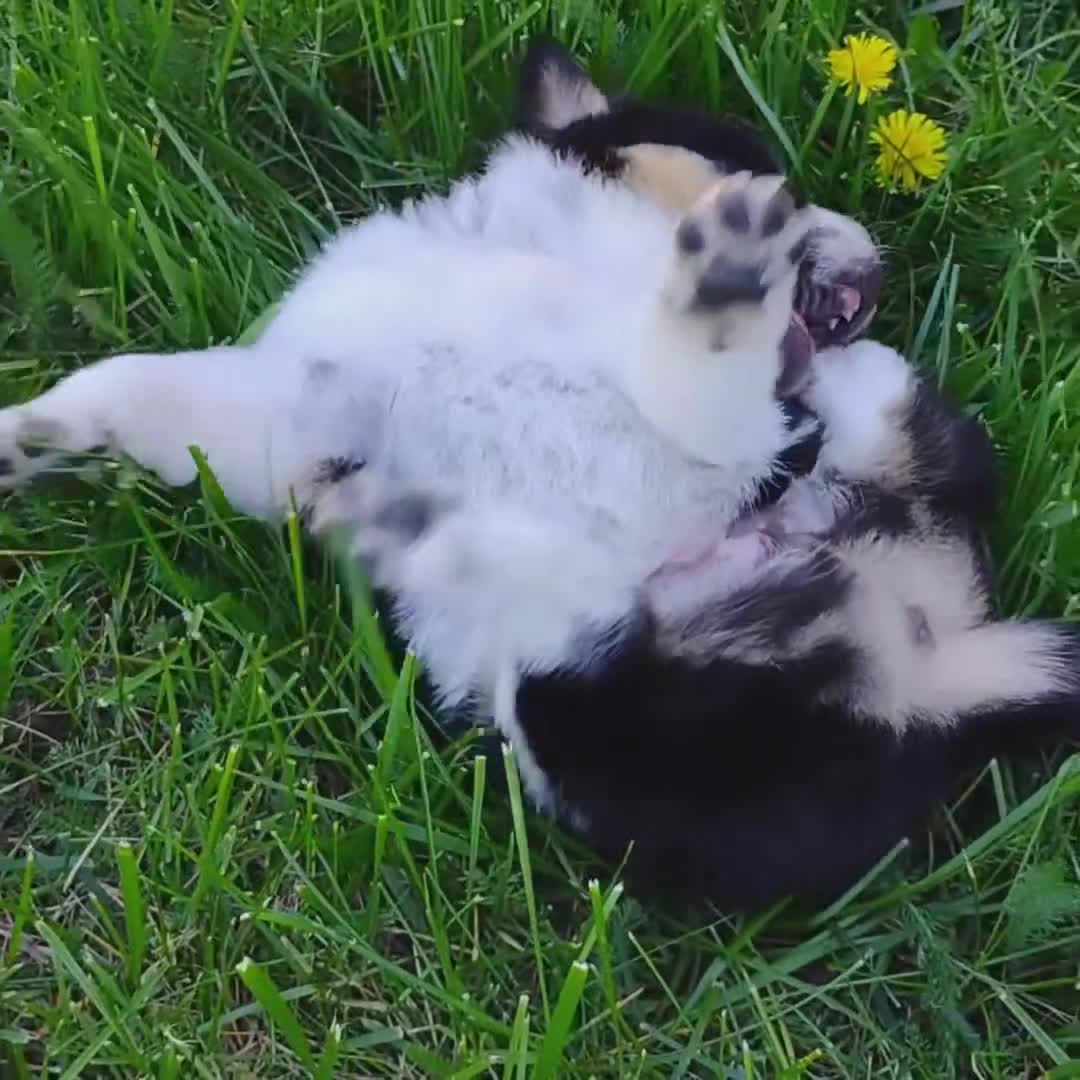 Mixed Breed dogs for sale: Cotton Tail - Video 3