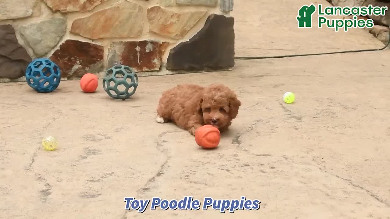 Toy Poodle dogs for sale: Nala - Video 1