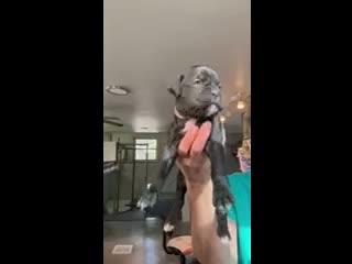 Boxer dogs for sale: Liberty AKC Seal Brindle Boxer - Video 1
