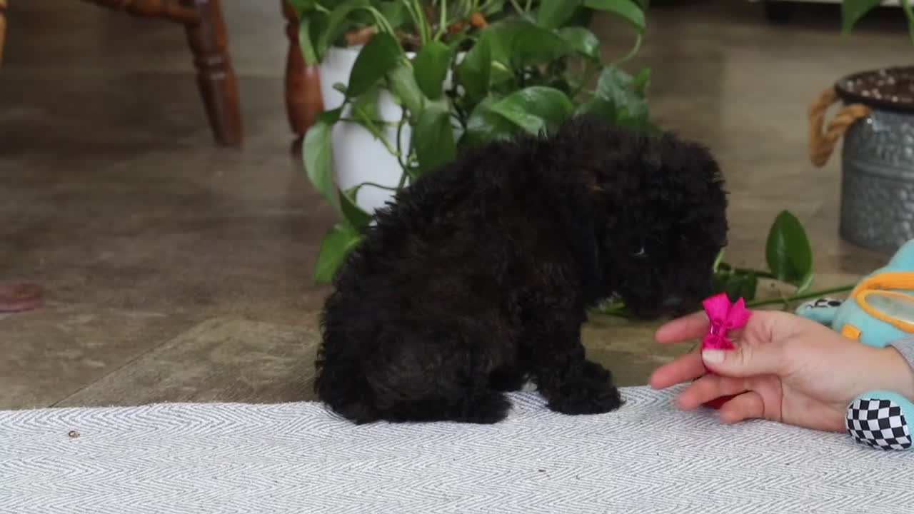 Miniature Poodle dogs for sale: Lila - Video 2