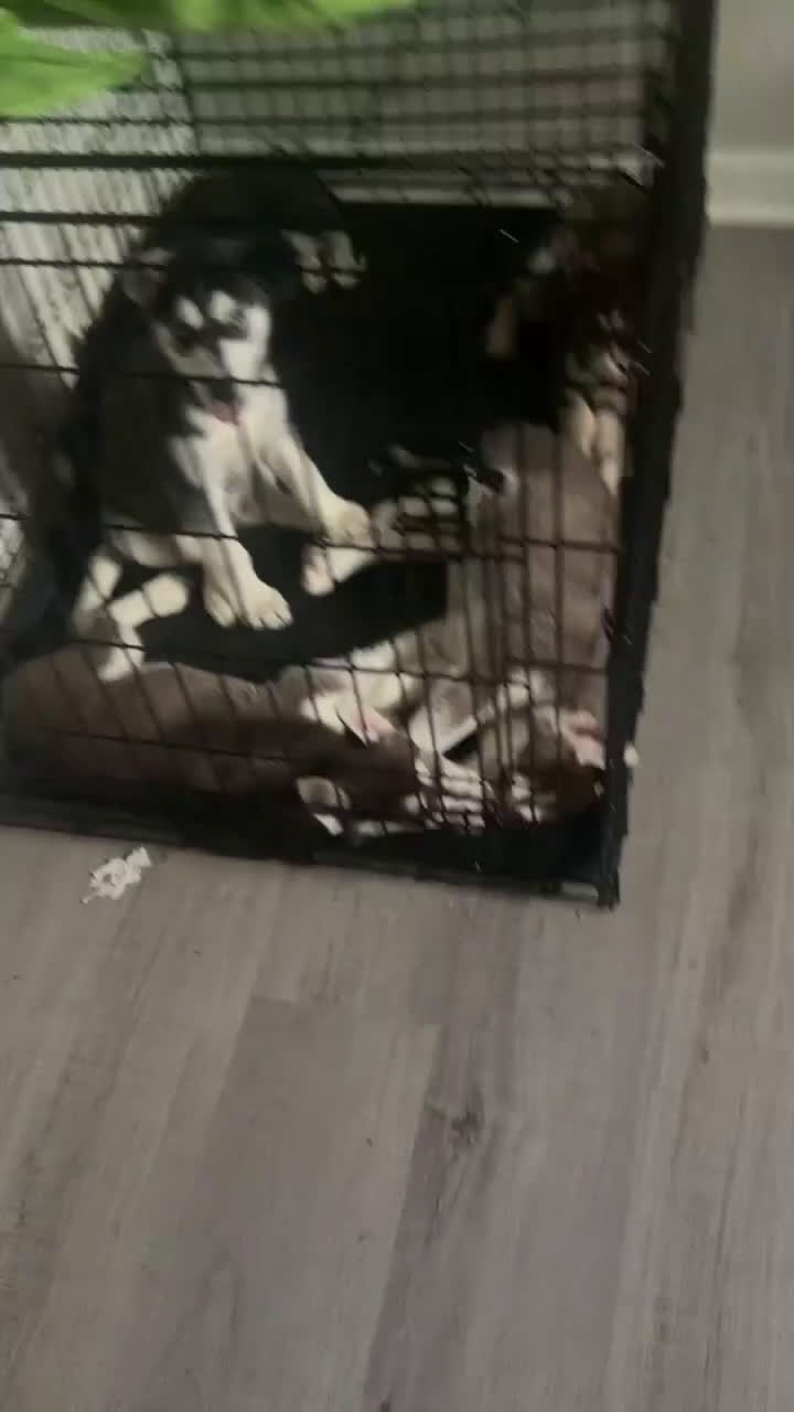 Siberian Husky dogs for sale: Siberian Husky Puppy 5 - Video 1