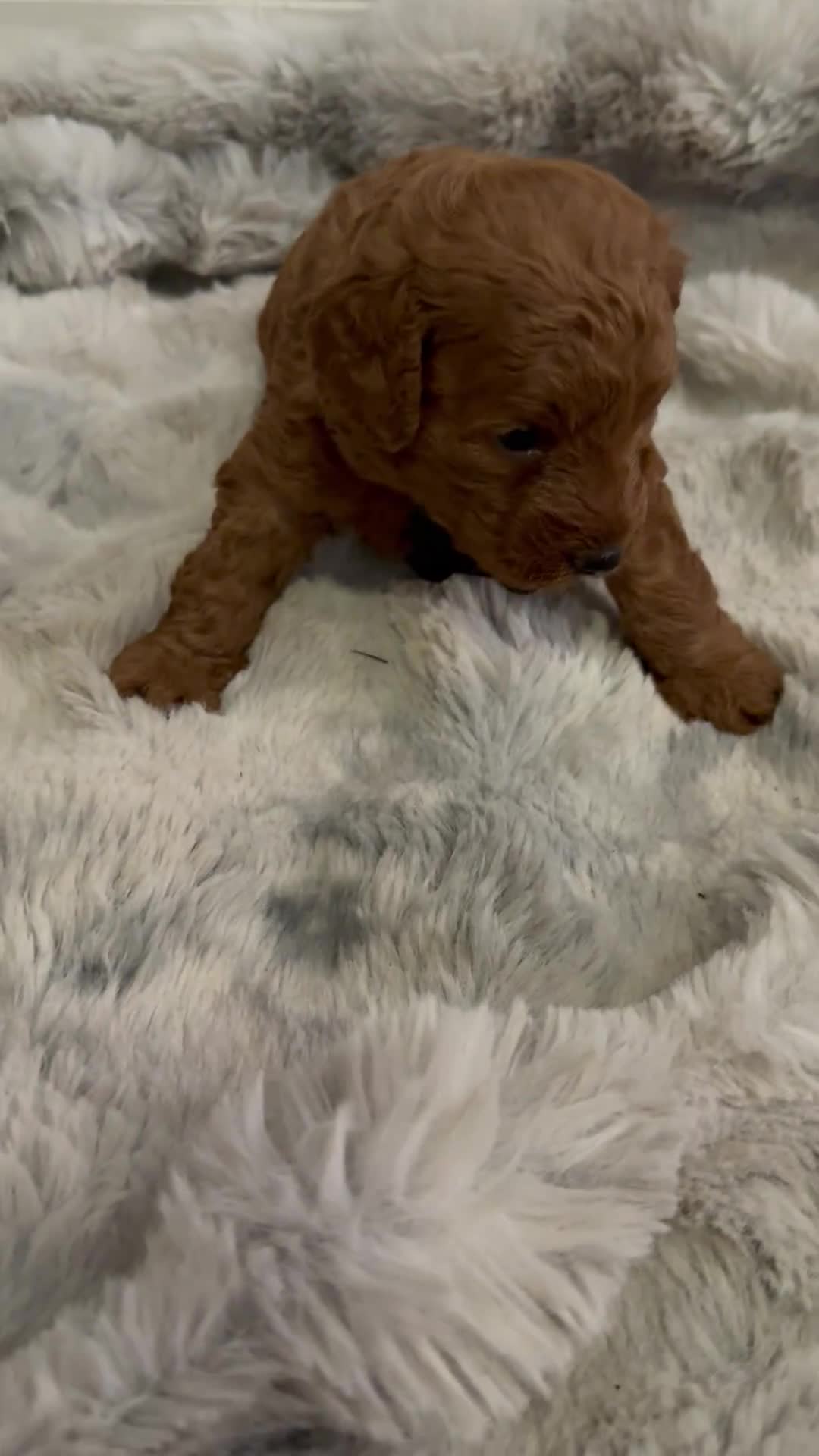 Mini Goldendoodle dogs for sale: Mini Goldendoodle 1  - Video 1