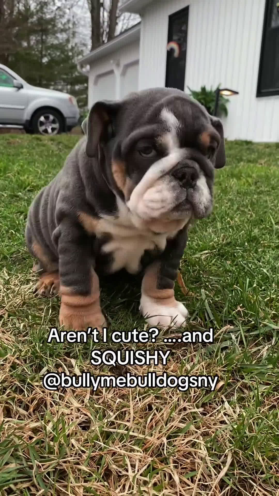 English Bulldog dogs for sale: Hugs - Video 1