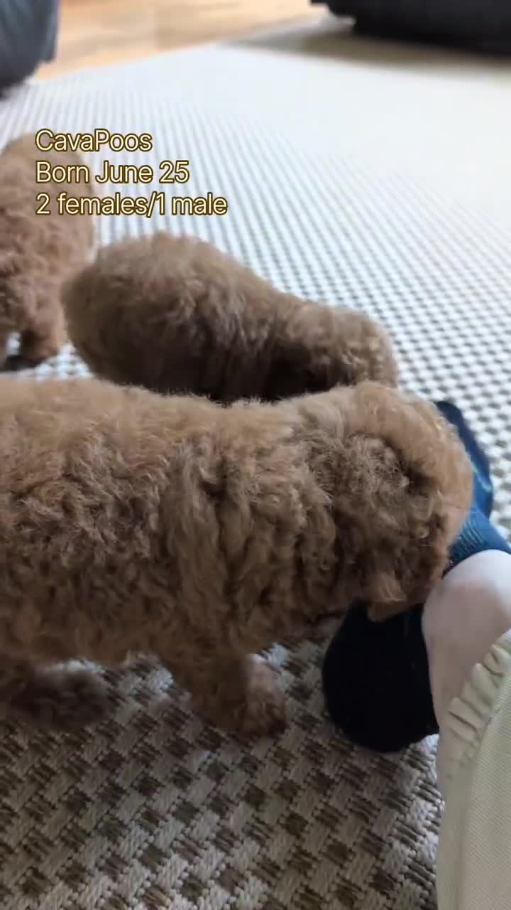 Cavapoo dogs for sale: Ezi - Video 3