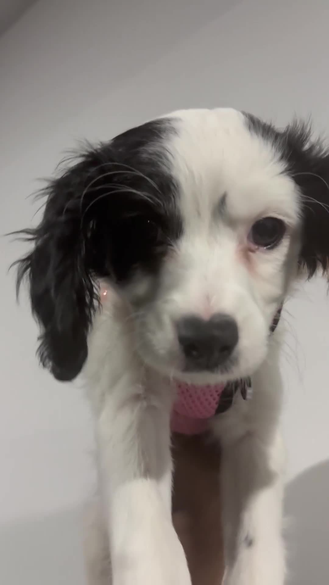 Cavapoo dogs for sale: Daisy❤️🐾 - Video 1