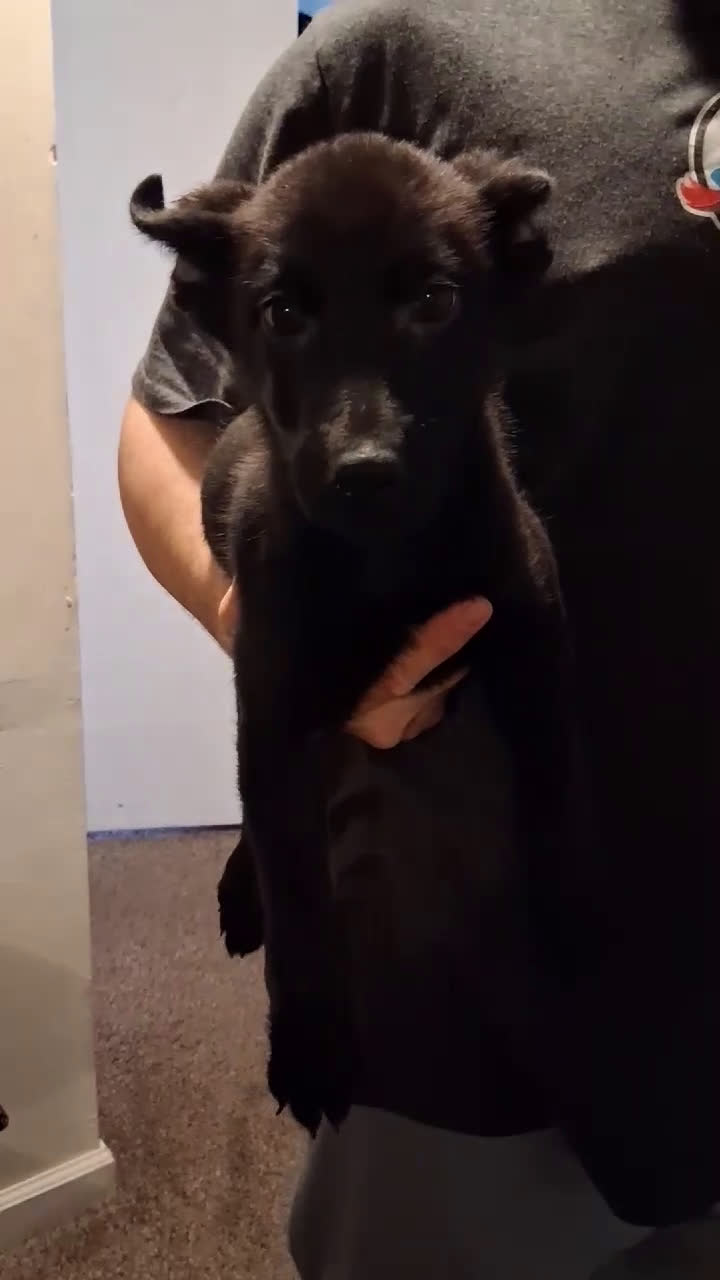 German Shepherd dogs for sale: Minnie Mouse 🤍 - Video 1