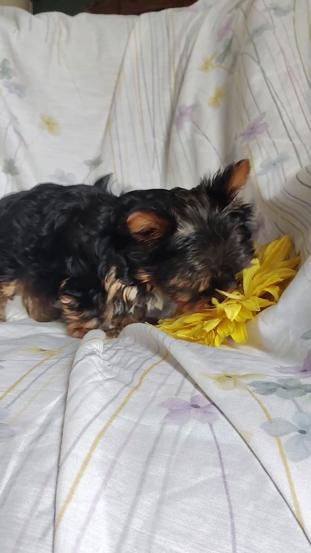 Yorkshire Terrier dogs for sale: Kitty - Video 2