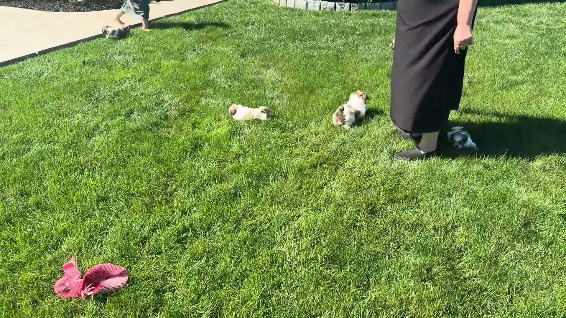Shih Tzu dogs for sale: Mikey - Video 2