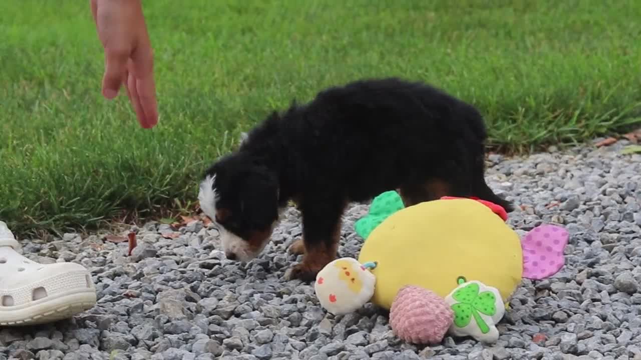 Mini Bernedoodle dogs for sale: Onyx - Video 4