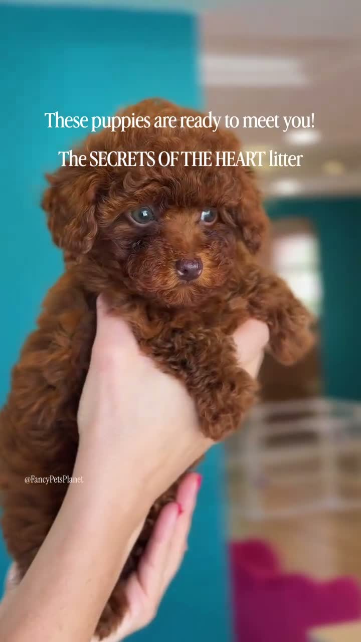 Toy Poodle dogs for sale: Keeper of secrets  - Video 1