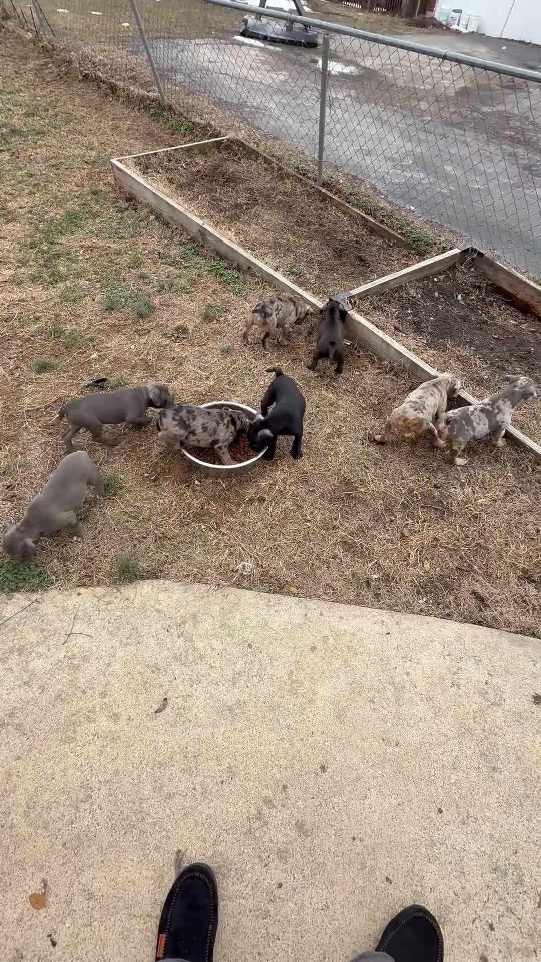 Mixed Breed dogs for sale: Mixed Breed Puppy 8 - Video 1