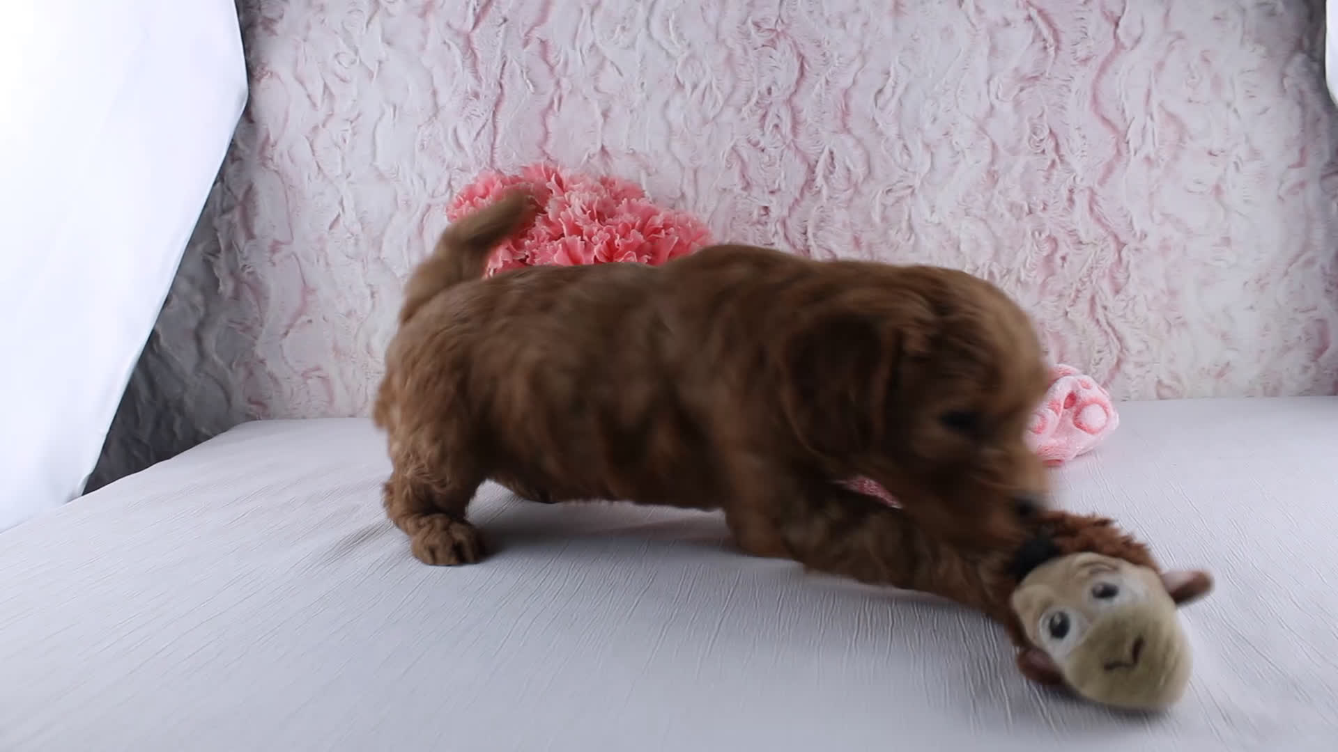 Mini Goldendoodle dogs for sale: Christa - Video 1