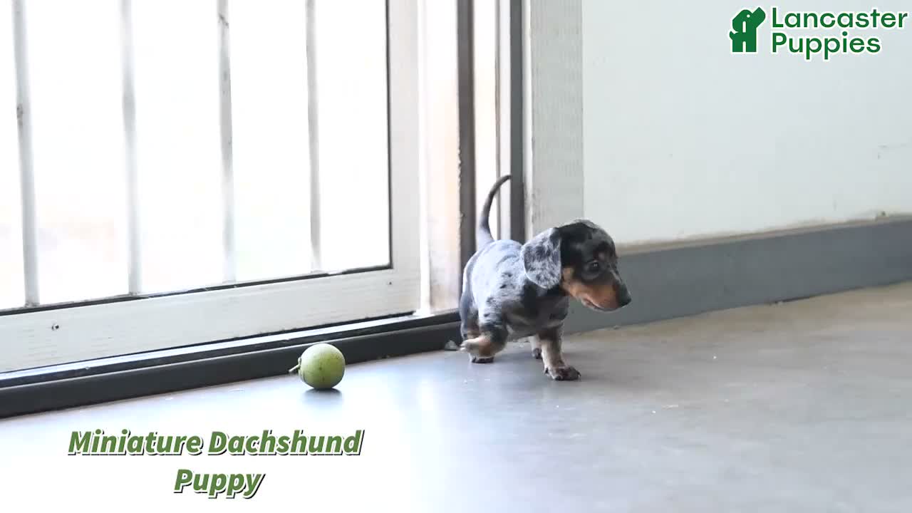Miniature Dachshund dogs for sale: Hazel - Video 1