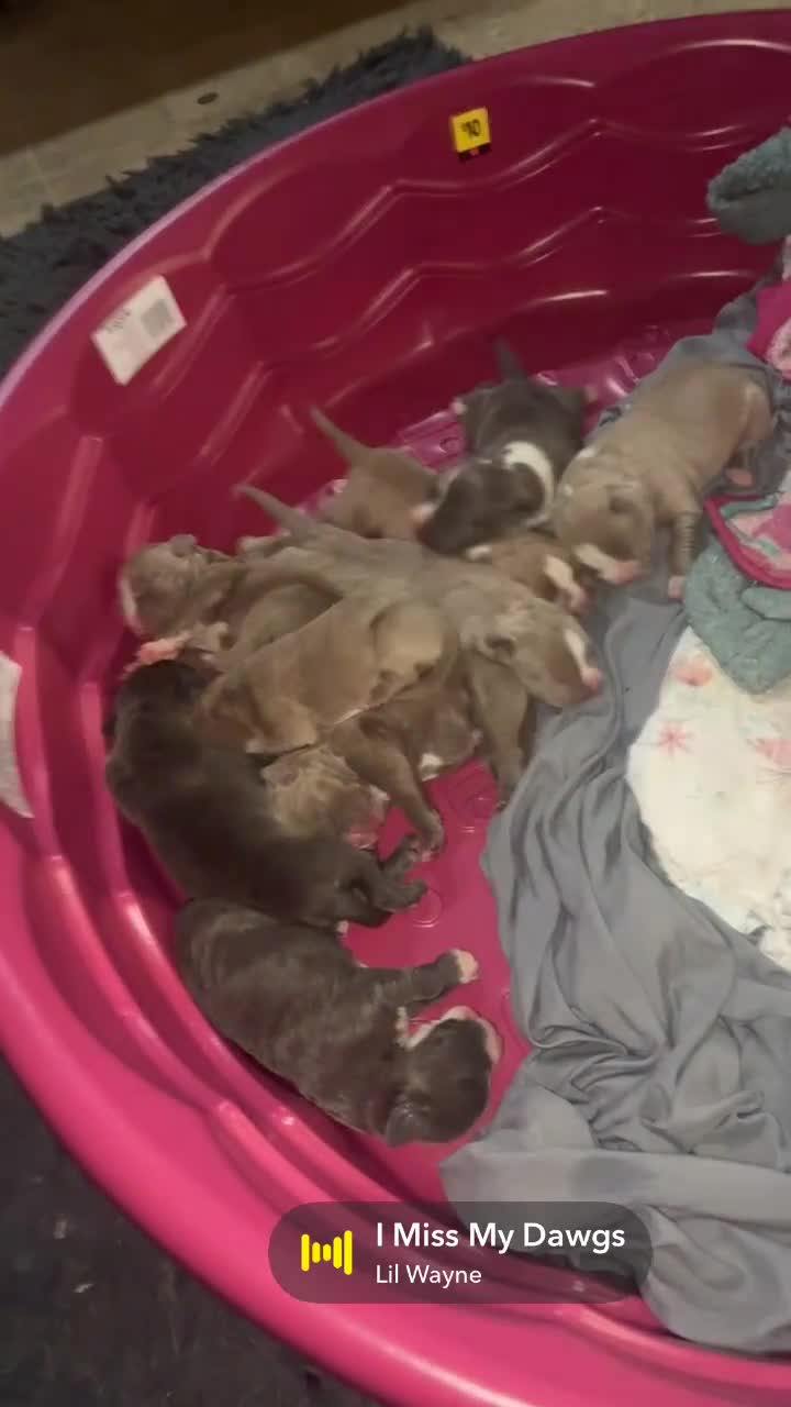 Mixed Breed dogs for sale: Mixed Breed Puppy 2 - Video 3