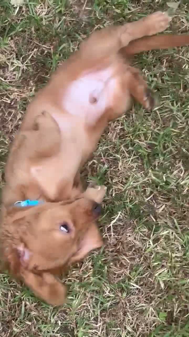 Miniature Dachshund dogs for sale: Miniature Dachshund 3 - Video 1