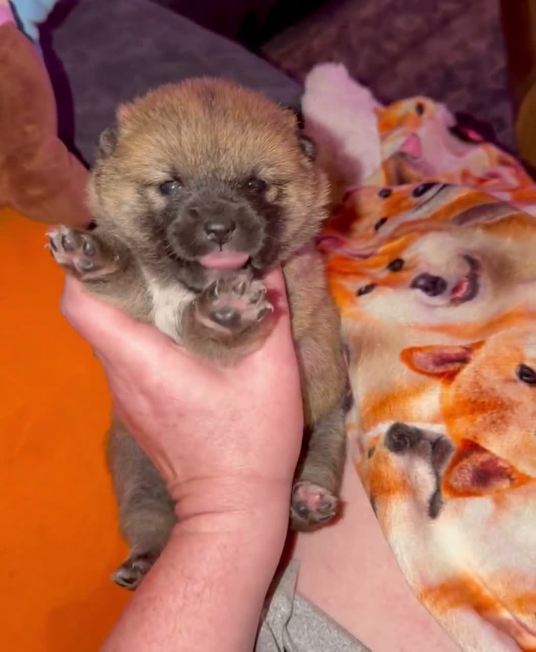 Shiba Inu dogs for sale: Mameshiba Archer🇰🇷 - Video 1