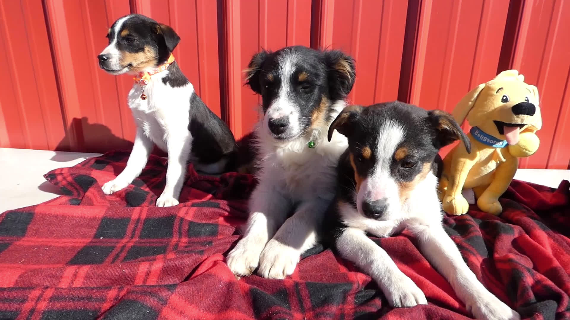 Australian Shepherd dogs for sale: Australian Shepherd Puppy 3 - Video 1