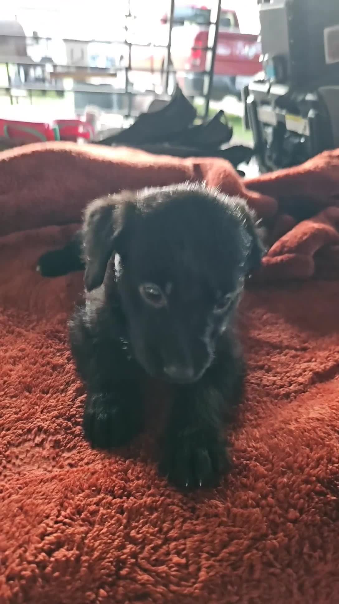 Labradoodle dogs for sale: Luna - Video 1