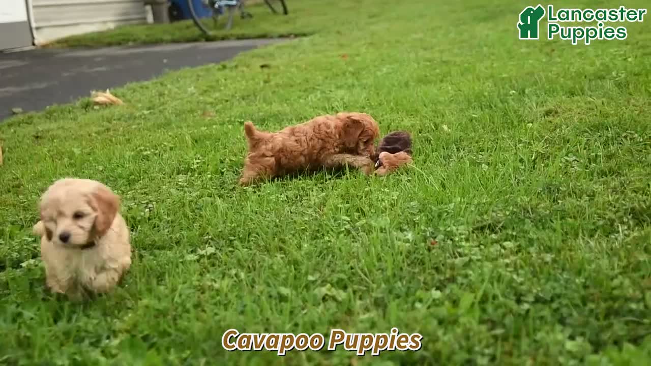 Cockapoo dogs for sale: Dusty - Video 1