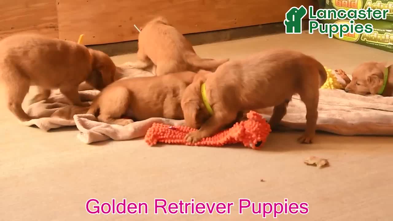 Golden Retriever dogs for sale: Babe - Video 1