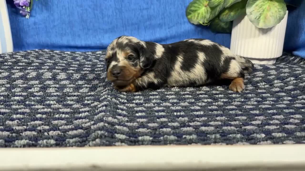 Miniature Dachshund dogs for sale: Miniature Dachshund 4 - Video 1